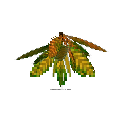 carryon:item-croton-medium-green-orange