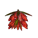 carryon:item-croton-small-crimson-brown-green-large