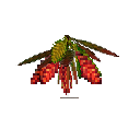 carryon:item-croton-small-crimson-green