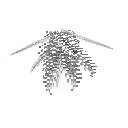 carryon:item-fern-cinnamonfern