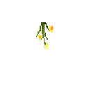 carryon:item-flower-daffodil-stem