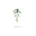 carryon:item-flower-edelweiss-snow-large