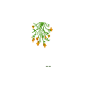 carryon:item-flower-goldenpoppy-free-large