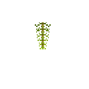 carryon:item-flower-horsetail-bloom