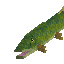 Щука